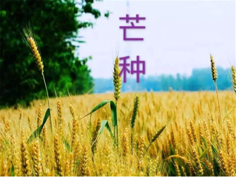 什么是二十四節(jié)氣——芒種？